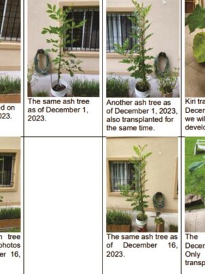 Page-2-Pic-1-Plants-Bushes-to-plant